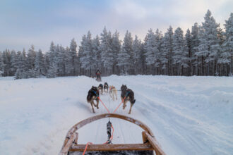 Dog sled tours, Alaskan Huskies, and scenic rides through Alaska’s boreal forest.