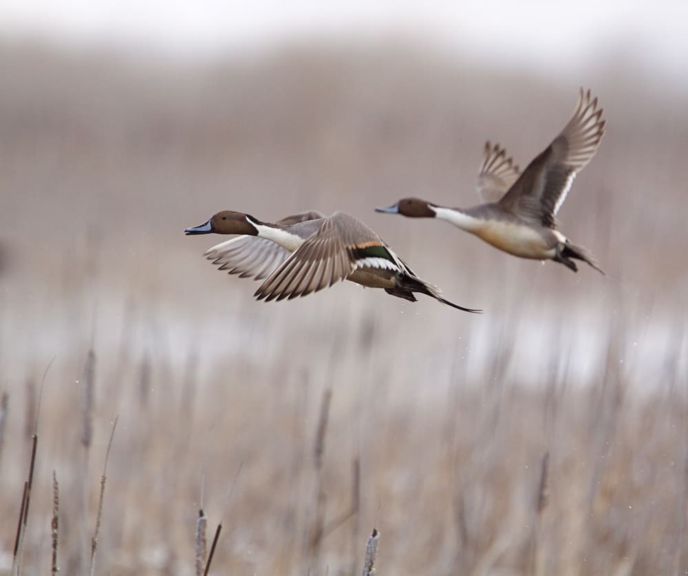 Texas Hunting Trip with duck hunting, waterfowl, and alligator hunting.