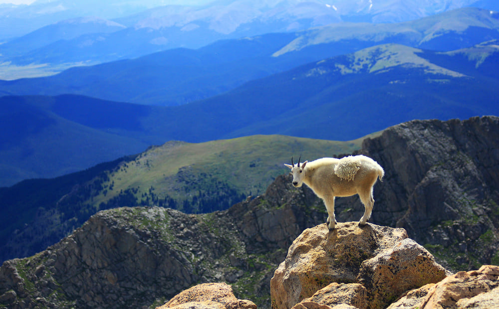 A goat on a mountain