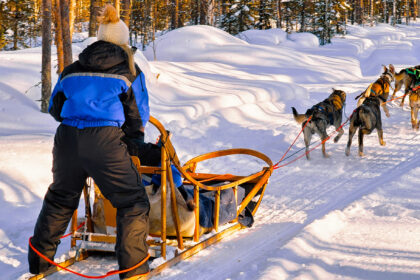 Alaskan huskies ready for thrilling dogsled rides.