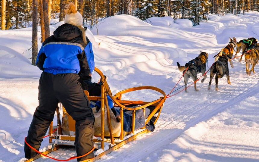 Alaskan huskies ready for thrilling dogsled rides.