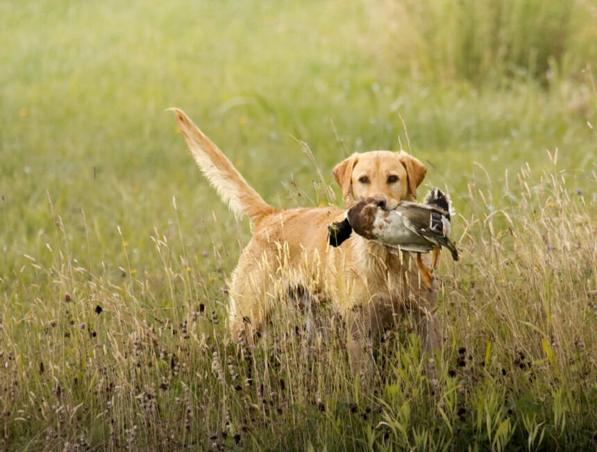 Alligator hunting, duck hunting, and waterfowl hunting in Texas with Fin and Fowl Outfitters.