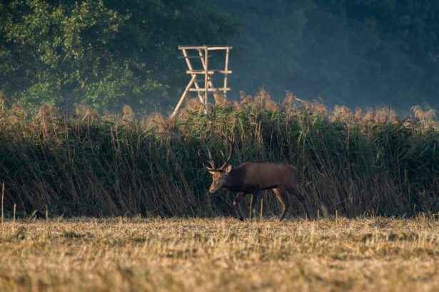 Exotic and Native Game Hunts, Bow Fishing, and Alligator Hunting at Ross Hammock Ranch