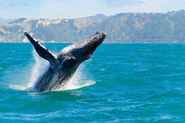 Whale watching tour in Juneau, Alaska with Angler’s Choice