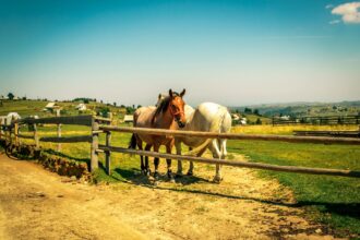 Horseback riding at Rocking Z Guest Ranch in Wolf Creek, Montana