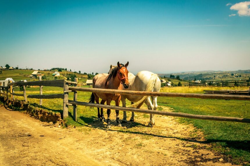 Horseback riding at Rocking Z Guest Ranch in Wolf Creek, Montana
