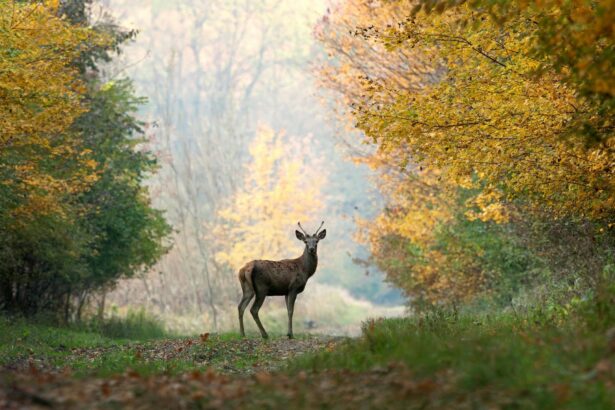 Guided deer hunting trip in the Rocky Mountains near Westcliffe, Colorado