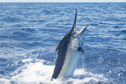 Fishy Business Bradenton Fishing Charter with Capt. Rick