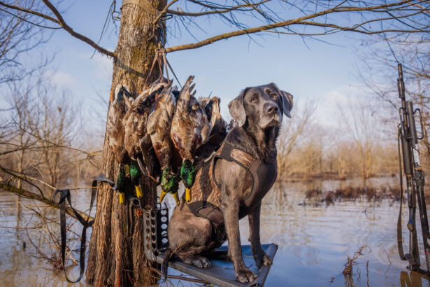 Arkansas duck hunting and goose hunting at Big Creek Outfitters with expert guides and prime flyway habitat