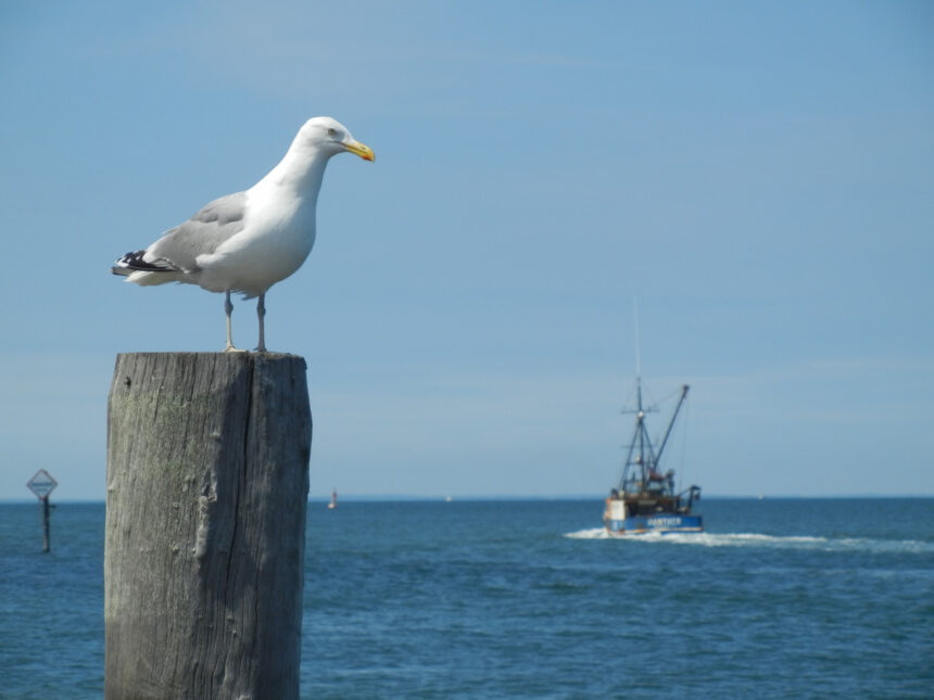 Inshore fishing trip with Moondance Charters in Montauk, New York