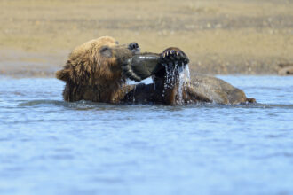 Up-close encounter with wild brown bear during guided tour in Anchorage, AK