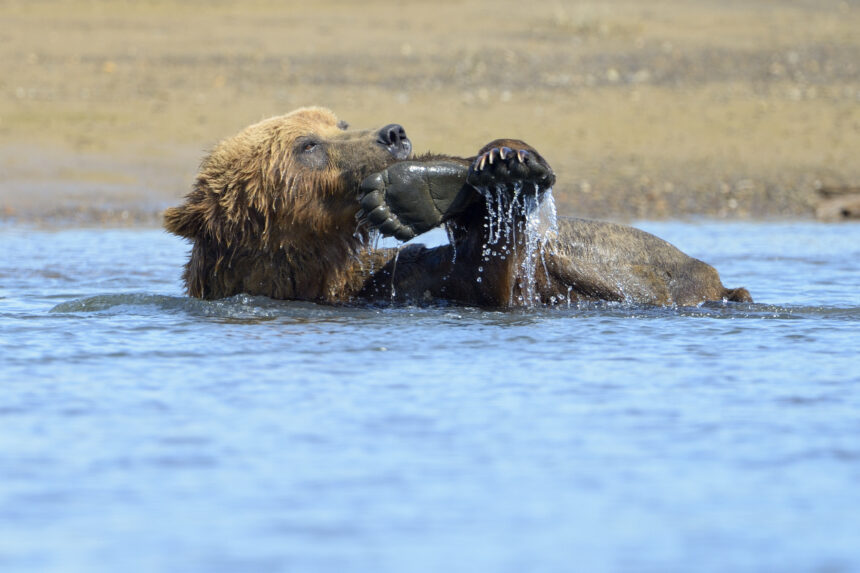 Up-close encounter with wild brown bear during guided tour in Anchorage, AK