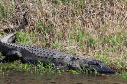 Alligator hunting in Anahuac, TX with Fin & Fowl Outfitters
