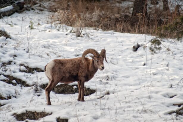 Big Horn Sheep in the Rocky Mountains