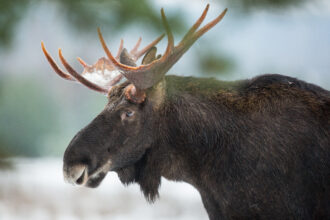 Hunter on a ridge during guided moose hunt in Central Alaska
