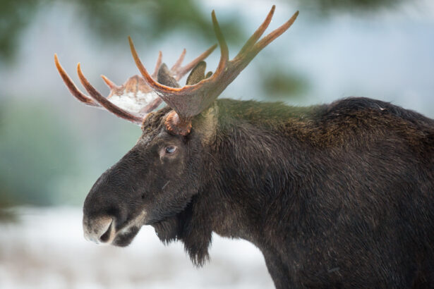 Hunter on a ridge during guided moose hunt in Central Alaska