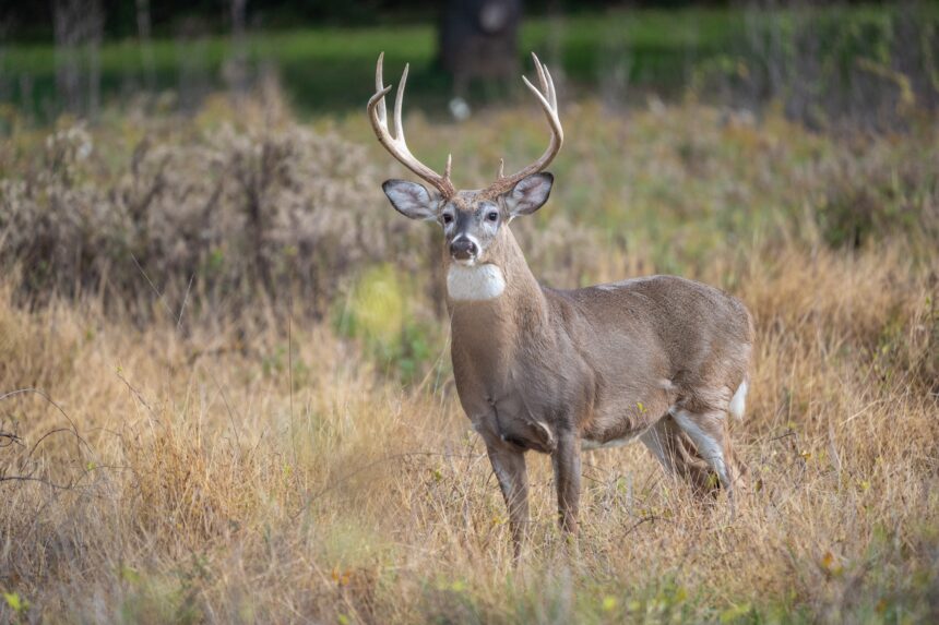 Mule deer hunting in Sidney Nebraska with Powder Morning Hunting Club