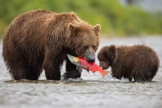 Brown bear fishing in Katmai National Park near Anchorage AK during a guided bear viewing tour