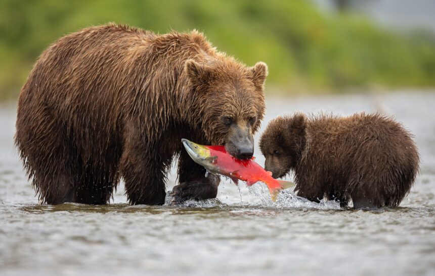 Brown bear fishing in Katmai National Park near Anchorage AK during a guided bear viewing tour