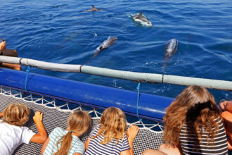Family dolphin watching with Panama City pontoon charters in Florida