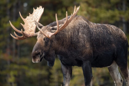 Alberta moose hunts with Wild Kakwa Outfitters