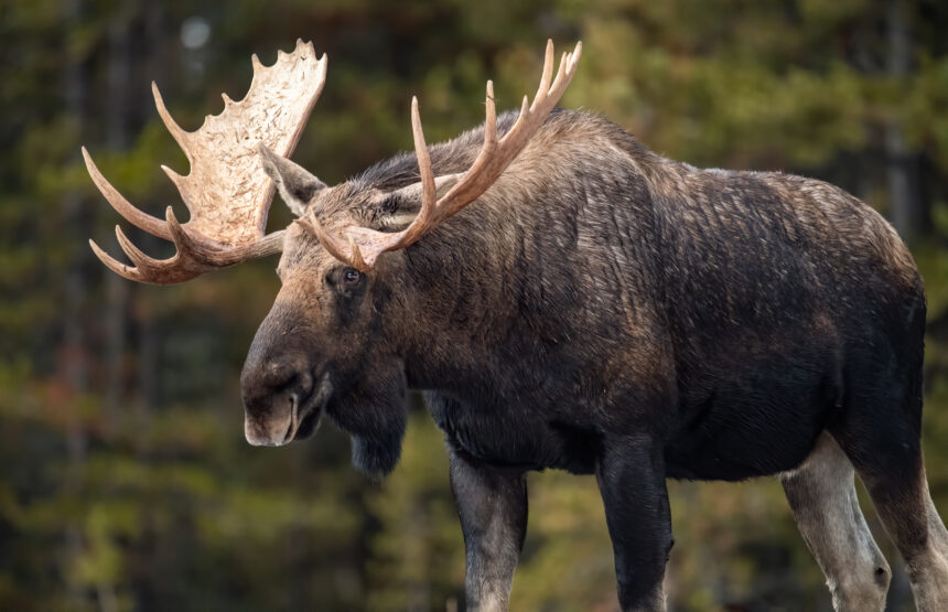 Alberta moose hunts with Wild Kakwa Outfitters