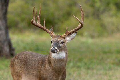 Whitetail deer and mule deer hunts Sidney Nebraska outfitter