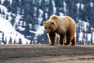 Alaska Wilderness Hunts Anchorage AK guided brown bear, moose, and caribou hunting trips in Northern Alaska’s remote wilderness.