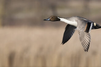 Duck and Waterfowl Hunting Private Lodging Anahuac TX