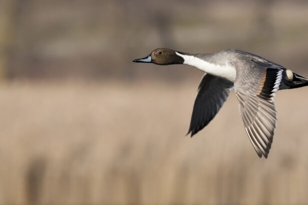 Duck and Waterfowl Hunting Private Lodging Anahuac TX