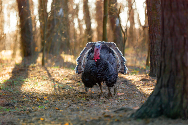 Turkey hunting in Sidney Nebraska with Powder Morning Hunting Company