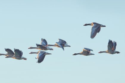 duck and goose hunting in Arkansas flooded timber