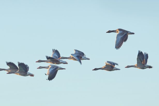 duck and goose hunting in Arkansas flooded timber