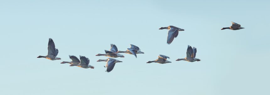 duck and goose hunting in Arkansas flooded timber