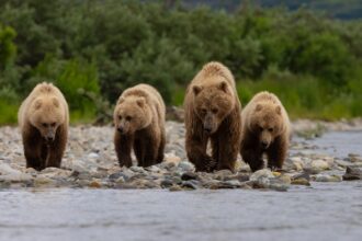 Peninsula Brown Bear Hunts Alaska Skookum Guides