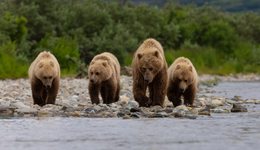 Peninsula Brown Bear Hunts Alaska Skookum Guides