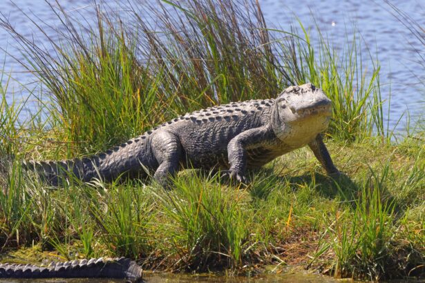 alligator hunting in Florida with Ross Hammock Ranch