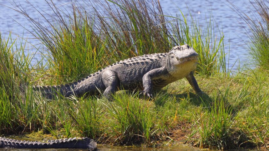 alligator hunting in Florida with Ross Hammock Ranch