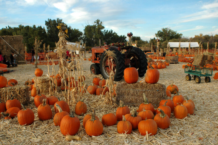 pumpkin patch near Denver Colorado family activity
