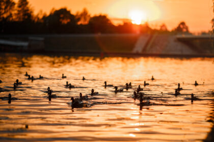 guided hunting in Anahuac TX – duck hunting adventures