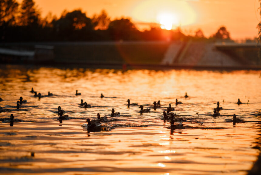guided hunting in Anahuac TX – duck hunting adventures