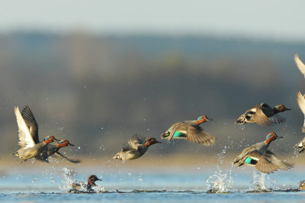 Nebraska Duck Hunting Guide in Sidney, NE wetlands