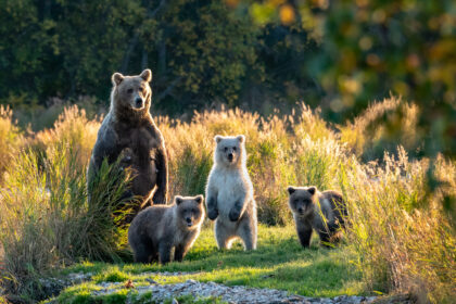 facts about Alaskan bears