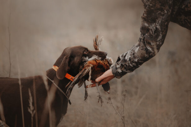 Bird dog breeds for quail hunting in Arizona, New Mexico, Utah