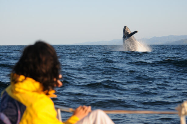 Humpback whales breaching during Alaska Whale Watching Tours Juneau AK
