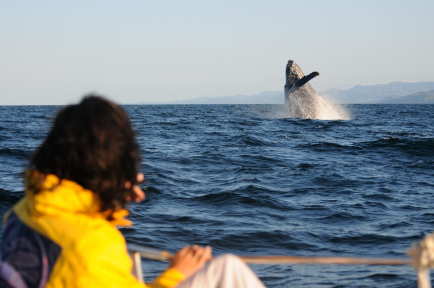 Humpback whales breaching during Alaska Whale Watching Tours Juneau AK