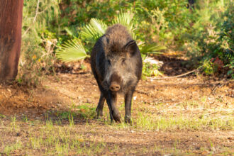 Wild Hog Guided hunts in Florida