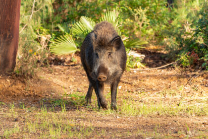 Wild Hog Guided hunts in Florida