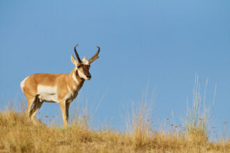 Alberta Canada Antelope Hunting guided hunts