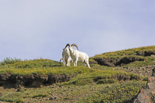 Dall Sheep Hunting in Alaska guided expedition